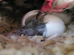 By folding in, the peritoneum weaves between abdominal organs, providing a. Egg Peritonitis Is Not Incurable Soft Shells And Other Egg Problems Causes And Cures Backyard Chickens Learn How To Raise Chickens