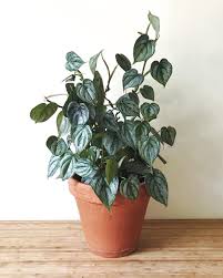 Philodendron Brandtianum Went Through The Ringer This Winter With Spider Mites Is Making A Comeback P Brandtianum Is Truly Plants House Plants Cool Plants