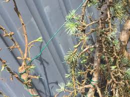 Selective pruning of this weeping norway spruce gets it away from the sidewalk while keeping its natural look. Weeping Blue Atlas Cedar Training Help