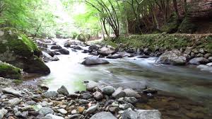 木”になるマメ知識】マイナスイオンでヒーリング！ 森が発するの“癒し”の秘密 | ACORN