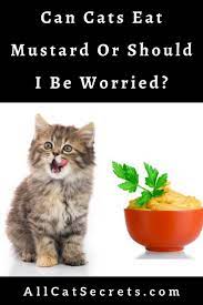 Can Cats Eat Mustard Or Should I Be Worried Cats Cat Questions Animals Amazing