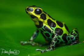 Image result for Pristimantis mutabilis