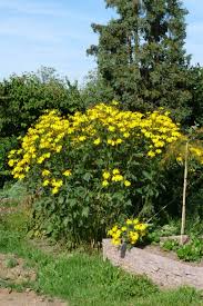Check spelling or type a new query. Rudbeckia Nitida Herbstsonne Vancouver Island Grows