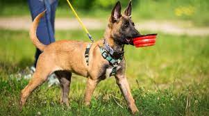 Malinois dogs serve as sentries, trackers, and scouts in the royal australian air force, navy seals, and oketz. Best Dog Foods For Belgian Malinois Puppies Adults Seniors