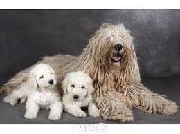 It was hosted by celina prodcom srl, hosterion srl and others. Animale De Companie Vanzari Cumparari Vand Catei Komondor Imaginea 1 Din 1 Chien Chat Chien Chat