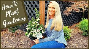 Check spelling or type a new query. How To Plant Gardenias New Diamond Spire Gardenia Youtube