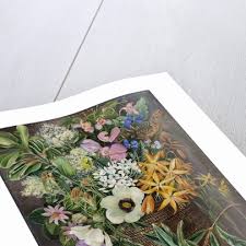 Image result for Coleotrype natalensis