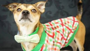 Maybe you would like to learn more about one of these? Dogs In Ugly Sweaters Up For Adoption At Phoenix Event