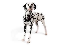 dalmatian dog breed information