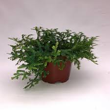 Image result for Selaginella mittenii