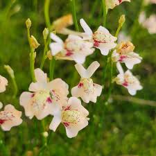 Image result for Utricularia welwitschii