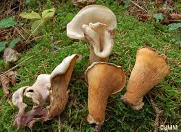 Image result for Paxillus panuoides