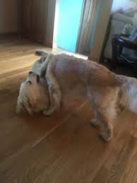 It's just the nature of wood. How To Keep Your Dog From Scratching Up Your Hardwood Floors