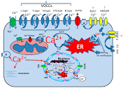 IJMS | Free Full-Text | Calcium Homeostasis, Transporters, and ...