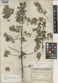 Image result for Centemopsis filiformis