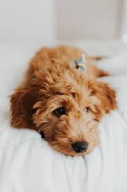 Find out more about the breed, plus we'll give you some tips on finding a reputable breeder of mini goldendoodle puppies. Mini Goldendoodle Wallpapers Wallpaper Cave