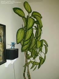 We did not find results for: Indoor Gardening And Houseplants Tips On Propagating A Dieffenbachia 1 By Tigerlily09