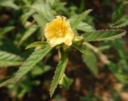 Image result for Sida ovata