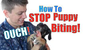 Guided videos to help you bring home a new dog or puppy How To Train A Puppy Not To Bite Youtube