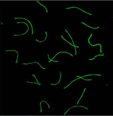 Image result for Meiosperma eminii