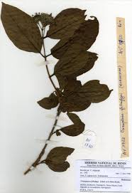 Image result for Crossopteryx