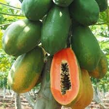 The papaya fruit is a large fleshy berry with smooth green skin that ripens to yellow or orange. Papaya Trees Productive Produce