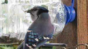 Mangeoire transparente en plastique de dimension 7x4x8cm pour façade de cage. Bouteille 4 Litres En Mangeoire D Oiseaux Youtube