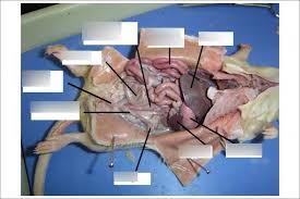 There are multiple anatomical areas within the abdomen, each of which contain specific contents and are bound by certain borders. Rat Dissection Internal Anatomy Abdominal Cavity Female Reproductive Anatomy Diagram Quizlet