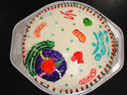 The cell wall's job is to provide support for the cell. Smart Idea Animal Cell Project Ideas Middle School