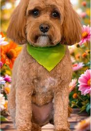 Ashley Conard (@hometown_couture)