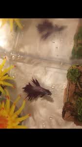 I go over fin rot symptoms and treatment. Betta Fish Very Bad Fin Rot My Aquarium Club