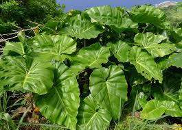 A guide to air purifying plants | wyevale garden centres. Photos Of Giant Elephant Ear Philodendron Giganteum Inaturalist
