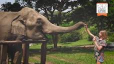 Elephant Jungle Sanctuary (EJS) is an award-winning ethical and ...