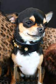 Pin En Www Puppiesfriendly Com