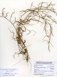 Image result for Schizachyrium brevifolium