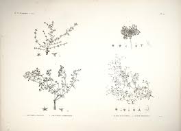 Image result for Polycarpaea prostratum