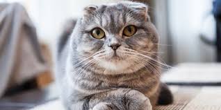 Kumpulan gambar kucing lucu, imut, gemes bisa kamu jadikan wallpaper hp. 7 Ras Kucing Lucu Yang Punya Mata Besar Nan Indah Makin Gemas Saat Dipelihara Di Rumah Kapanlagi Com