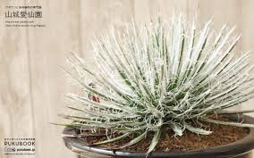 アガベ 樹氷 Agave toumeyana｜多肉植物図鑑 PUKUBOOK(プクブック)
