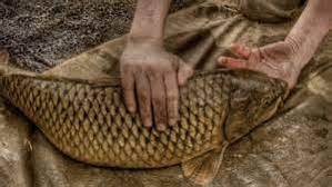 Muslims have always been associated with islam and islam is in halal value chain, there are various stakeholders that involve such as department of islamic development malaysia (jakim), state. What Sea Food Is Halal Jurisprudence Laws Shiachat Com