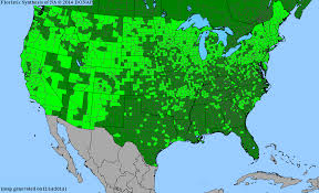 Image result for Eleocharis confervoides