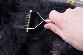 Your doctor uses a special instrument to examine hairs trimmed if a certain medication is causing the hair loss, your doctor may advise you to stop using it for a few months. Hair Loss Related To Genetic Factors In Dogs Symptoms Causes Diagnosis Treatment Recovery Management Cost