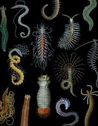 I've missed all the worms? Diversity Special Issue Systematics And Biodiversity Of Annelids