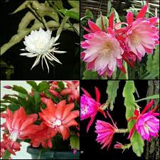 Mitos bunga wijaya kusuma ini berasal dari makna bunganya tersendiri. Bibit Tanaman Bunga Wijaya Kusuma Shopee Indonesia