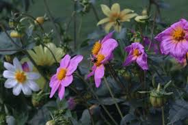 Image result for Dahlia excelsa