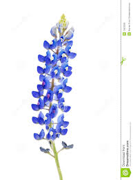How to draw a bluebonnet: 5 Bluebonnet Clip Art Preview Bluebonnet Clipar Hdclipartall