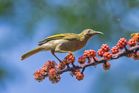 Image result for Heptapleurum actinophyllum