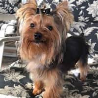 More images for yorkshire terrier haircuts » Different Yorkie Haircut Styles Yorkshire Terrier Information