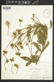 Image result for Convolvulus farinosus