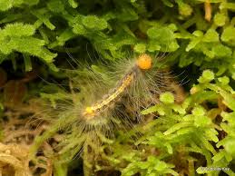 Black And Yellow Hairy Caterpillar Hairy Caterpillar Caterpillar Ecuador Plants