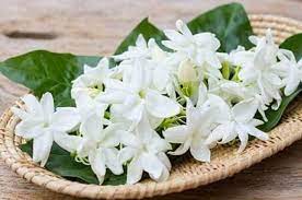 Tapi untuk itu, kata clift, pertama harus mau mengonsumsi melati sepiring penuh setiap harinya. Selalu Dikaitkan Dengan Hal Mistis Makan Bunga Melati Ternyata Baik Untuk Kesehatan Warta Sambas Raya Halaman 3